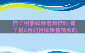 柿子树能嫁接老鸦柿吗 柿子树6月如何嫁接有视频吗